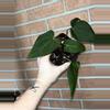 plant/Anthurium Gina Ayala-1-thumbnail