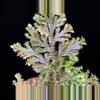 plant/Selaginella Willdenowii Variegated with stunning variegation and iridescent.-1-thumbnail