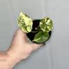 plant/Alocasia Scalprum Albo pup-3-thumbnail