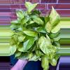 plant/Jessenia Pothos 8 inch basket-3-thumbnail