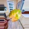 plant/Philodendron PERSIMMON PRINCESS-3-thumbnail