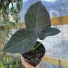 plant/Alocasia Regal Shields Sumo 6" pot-0-thumbnail