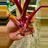 plant/Philodendron PERSIMMON PRINCESS-5-thumbnail