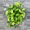 plant/Jessenia Pothos 8 inch basket-0-thumbnail