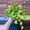 plant/Jessenia Pothos 8 inch basket-1-thumbnail