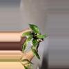 plant/Hoya 'Silver Lime' Lacunosa Unrooted-1-thumbnail