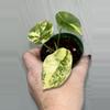 plant/Alocasia Scalprum Albo pup-0-thumbnail