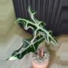 plant/Alocasia Pink Nobilis ‘K’ CORM-0-thumbnail