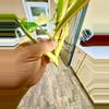 plant/Philodendron DOMESTICUM Variegata-6-thumbnail
