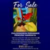 plant/Philodendron PERSIMMON PRINCESS-0-thumbnail
