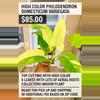 plant/Philodendron DOMESTICUM Variegata-0-thumbnail