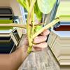 plant/Philodendron DOMESTICUM Variegata-5-thumbnail