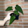 plant/Anthurium Gina Ayala-0-thumbnail