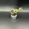 plant/Lacunosa Golden Flame # 444-1-thumbnail