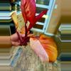 plant/Philodendron PERSIMMON PRINCESS-3-thumbnail