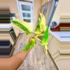 plant/Philodendron DOMESTICUM Variegata-4-thumbnail