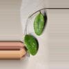 plant/Hoya sp. Vietnam Splash Unrooted-1-thumbnail