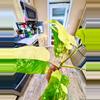 plant/Philodendron DOMESTICUM Variegata-1-thumbnail