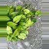 plant/Jessenia Pothos 8 inch basket-2-thumbnail