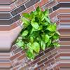 plant/Jessenia Pothos 8 inch hanging basket-0-thumbnail