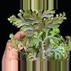 plant/Selaginella Willdenowii Variegated with stunning variegation and iridescent.-7-thumbnail