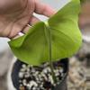 plant/Monstera Deliciousa Flat Top-2-thumbnail