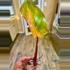 plant/Philodendron PERSIMMON PRINCESS-1-thumbnail