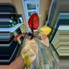 plant/Philodendron PERSIMMON PRINCESS-1-thumbnail