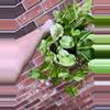 plant/Jessenia Pothos 8 inch hanging basket-1-thumbnail