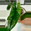 plant/Variegated Alocasia Scalprum Corm-0-thumbnail