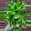 plant/Fernando’s Fire Pothos 8 inch hanging basket-1-thumbnail