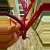 plant/Philodendron PERSIMMON PRINCESS-6-thumbnail