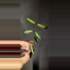 plant/Hoya Lacunosa 'Mr. Tent' Unrooted-0-thumbnail