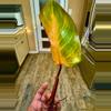plant/Philodendron PERSIMMON PRINCESS-2-thumbnail