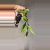 plant/Hoya 'Silver Lime' Lacunosa Unrooted-2-thumbnail