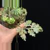 plant/Selaginella Willdenowii Variegated with stunning variegation and iridescent.-6-thumbnail