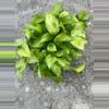 plant/Jessenia Pothos 8 inch basket-3-thumbnail
