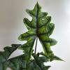 plant/Alocasia Jacklyn 6" pot-0-thumbnail