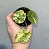 plant/Alocasia Scalprum Albo pup-1-thumbnail