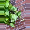 plant/Jessenia Pothos 8 inch hanging basket-2-thumbnail