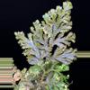plant/Selaginella Willdenowii Variegated with stunning variegation and iridescent.-4-thumbnail