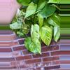plant/Jessenia Pothos 8 inch hanging basket-3-thumbnail