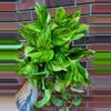 plant/Fernando’s Fire Pothos 8 inch hanging basket-0-thumbnail