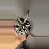 plant/Hoya Sigillatis Inner Variegated Rooted-0-thumbnail