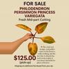 plant/Philodendron PERSIMMON PRINCESS-0-thumbnail