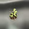 plant/Lacunosa Golden Flame # 444-0-thumbnail