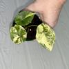plant/Alocasia Scalprum Albo pup-2-thumbnail