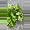 plant/Jessenia Pothos 8 inch basket-1-thumbnail