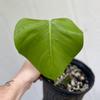 plant/Monstera Deliciousa Flat Top-0-thumbnail