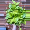 plant/Jessenia Pothos 8 inch basket-4-thumbnail